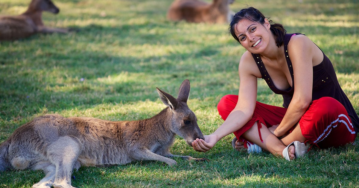 Feeding a kangaroo in Australia